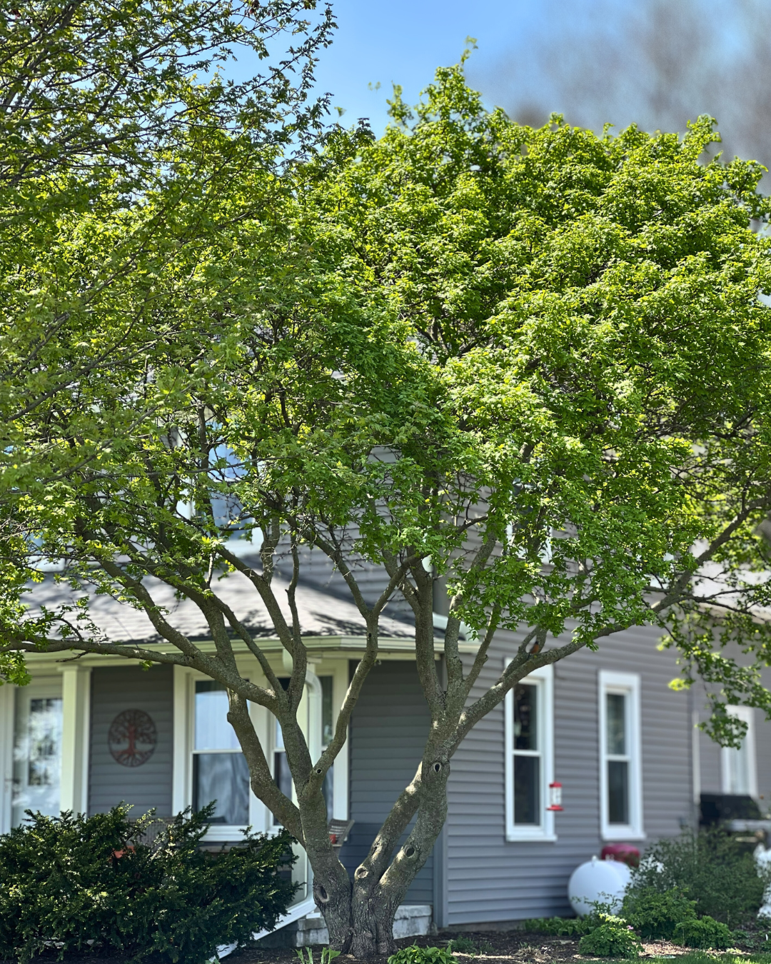 A mature Amur Flame Maple grows near a front porch, seen in summer with bright green leaves.